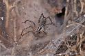 Agelena_canariensis_D3250_Z_85_Valle Gran Rey_Spanje